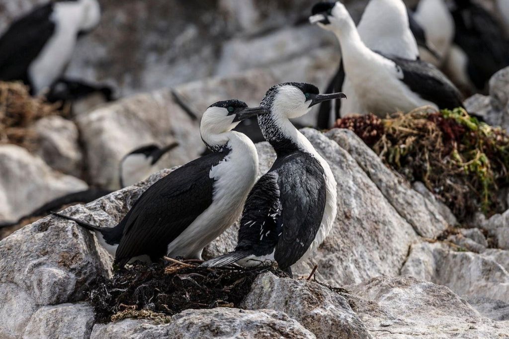 바위 지형에 여러 마리의 흑백 바닷새가 서식하고 있으며, 한 마리의 새가 다른 새를 괴롭히고 있습니다. 배경에는 더 많은 새들이 보입니다.