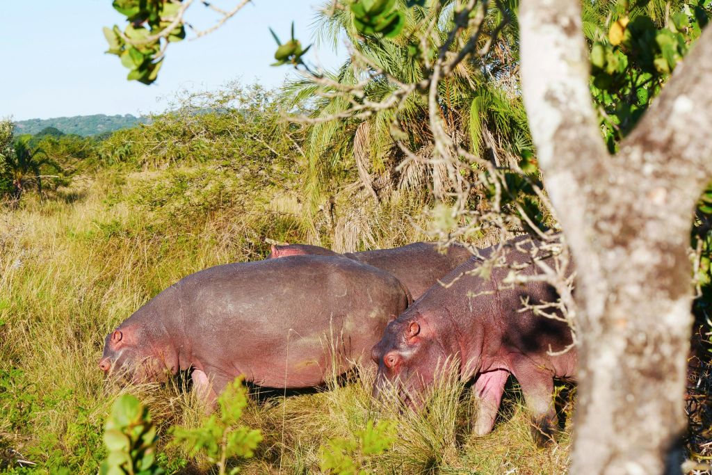 공원에서 만나는 하마