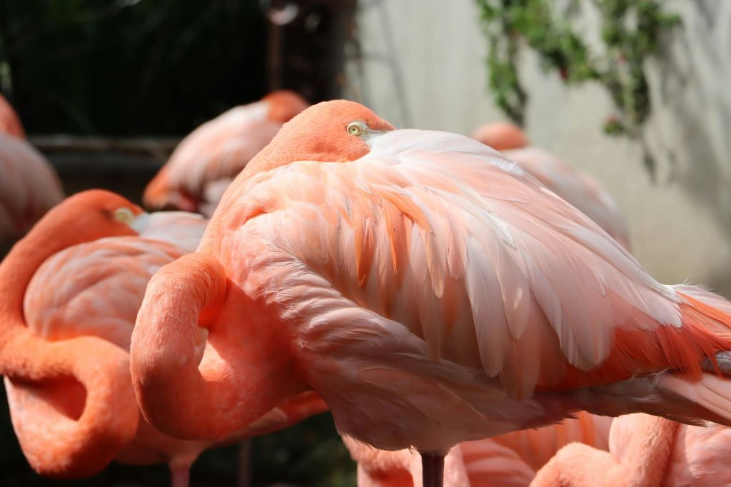 미친아쿠아리움과달라하라