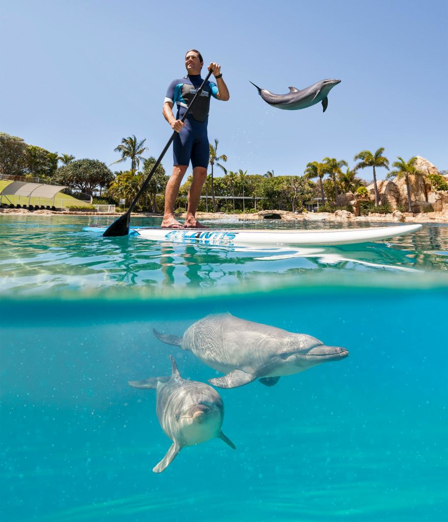 한 남성이 공중에서 뛰어오르는 돌고래와 아래에서 헤엄치는 두 마리의 돌고래와 함께 맑은 물에서 패들보드를 타고 있습니다.