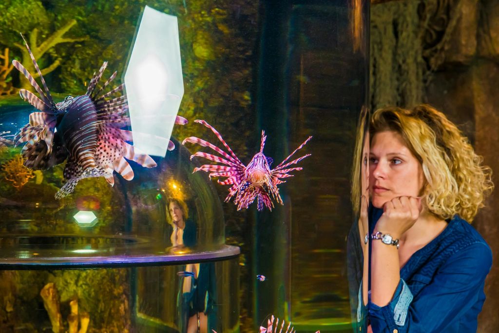 곱슬머리를 한 여성이 수족관 전시물 유리를 통해 활기찬 사자성어를 관찰하고 있습니다. 그녀는 턱을 손에 얹습니다.