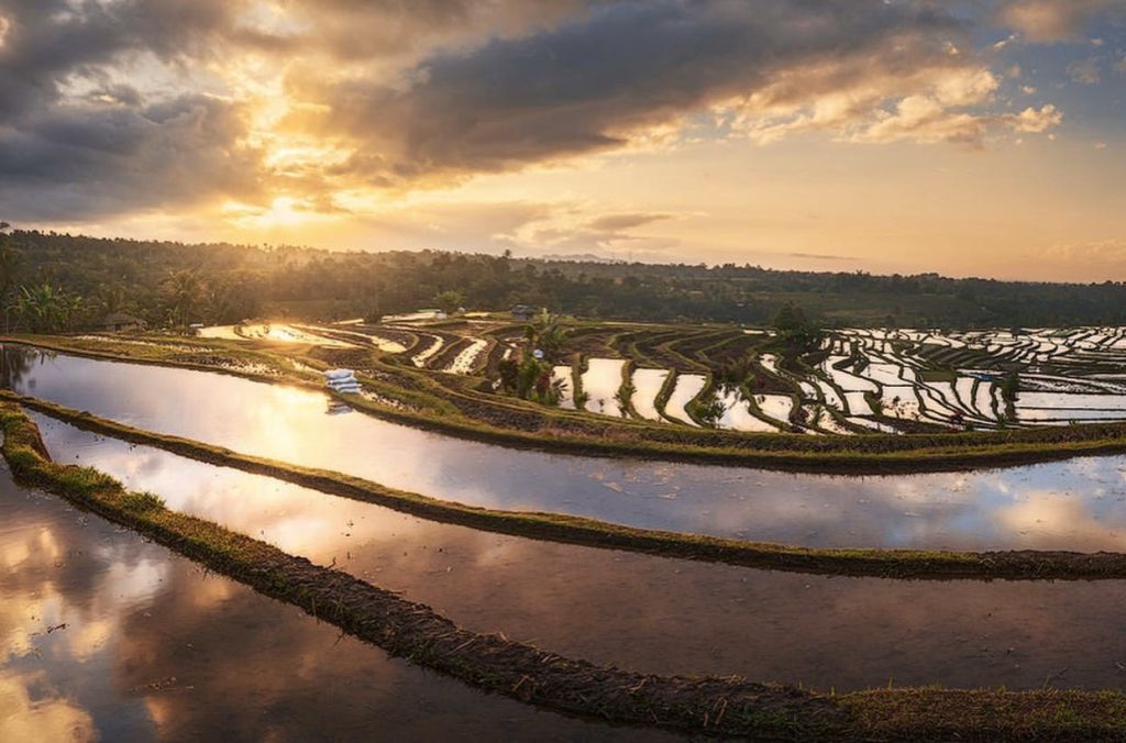 황금빛 하늘과 구불구불한 언덕을 배경으로 물에 잠긴 논을 배경으로 석양의 계단식 논이 펼쳐집니다.