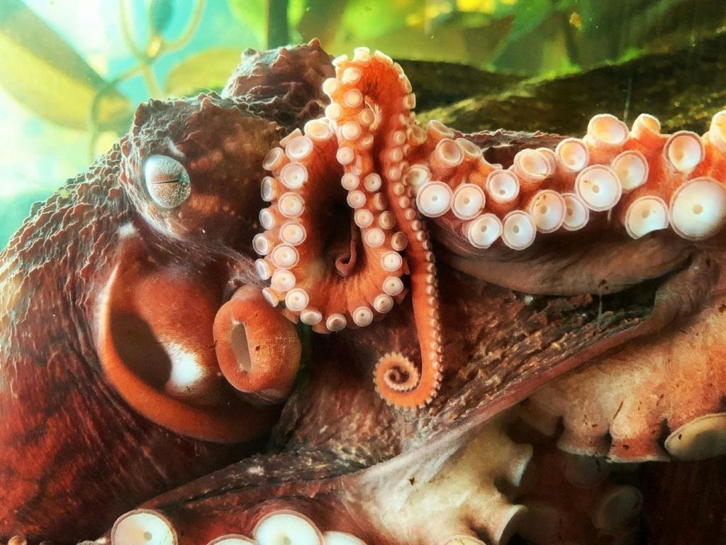 흐릿한 수중 배경에 흡입 컵을 보여주는 촉수가 웅크린 문어의 클로즈업.