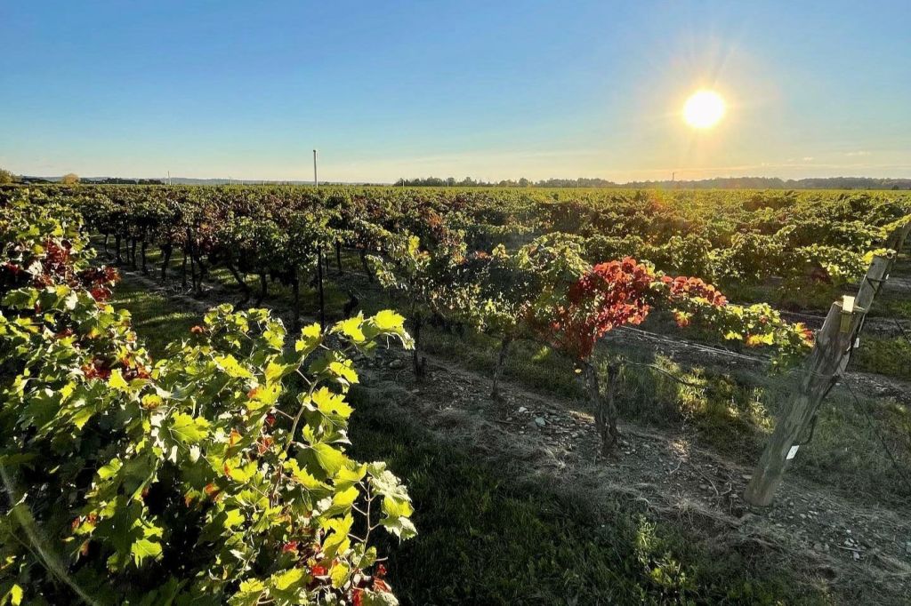 레이프이스테이트 와이너리의 포도원