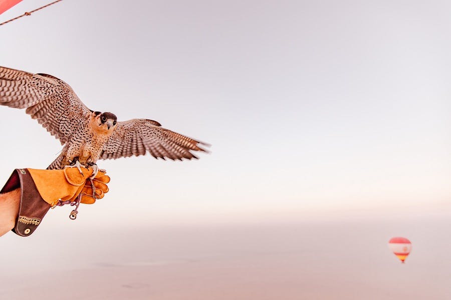 부드럽고 그라데이션된 하늘을 배경으로 장갑을 낀 손에 뻗은 날개가 달린 매.