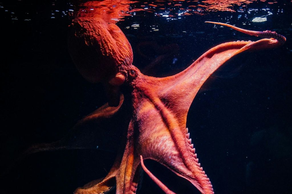 거대한 태평양 문어