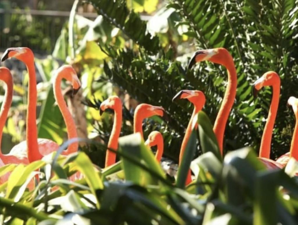 열대 지방의 빽빽하고 울창한 푸른 단풍 속에 서 있는 플라밍고 무리.