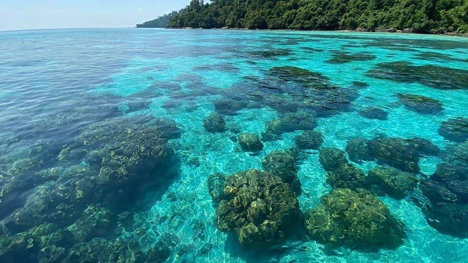 산호가 보이는 맑고 푸른 물, 푸른 단풍으로 뒤덮인 해안선.