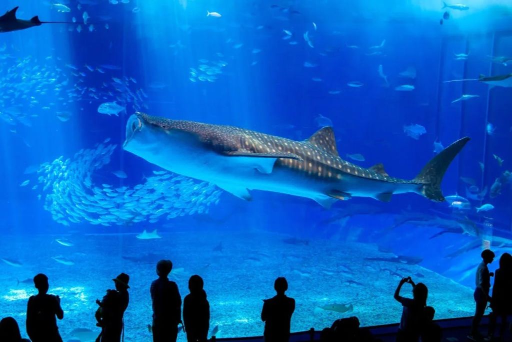 다양한 물고기가 가득한 푸른 빛의 수족관에서 커다란 고래상어가 헤엄치는 모습을 볼 수 있습니다.