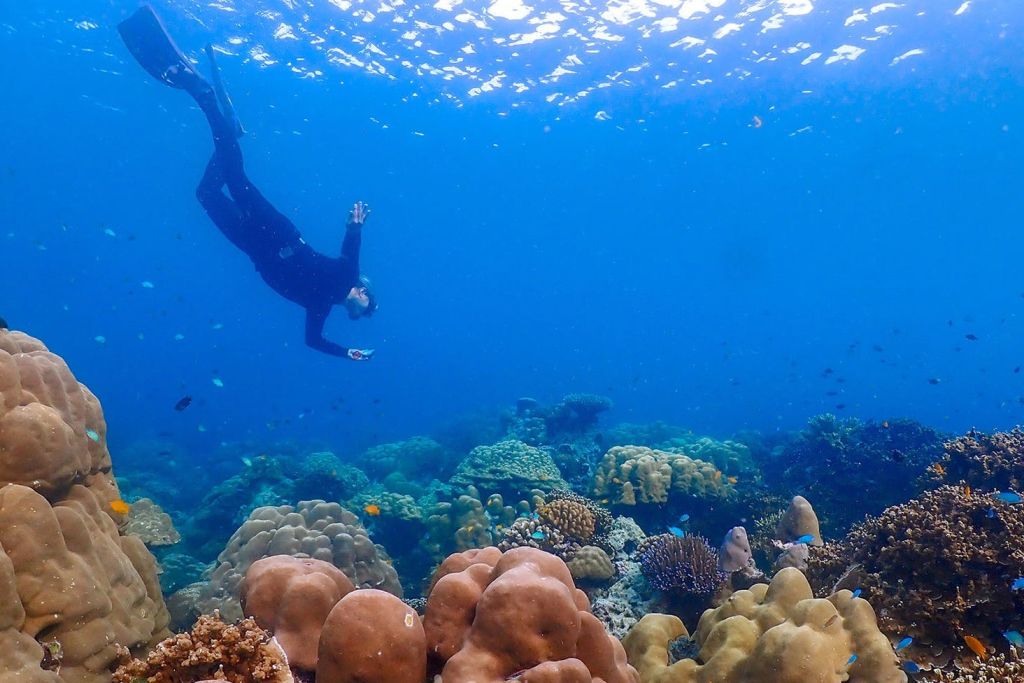 탐험을 통해 다채로운 산호초와 다양한 해양 생물을 만나보세요.