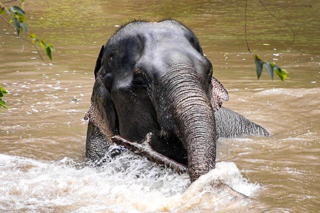 흙탕물에 몸을 담그고 있는 코끼리가 몸통을 이용해 나뭇가지를 툭툭 튀겨 붙잡고 있다.