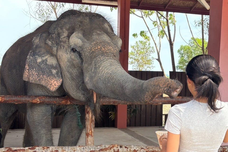 코끼리는 나무 울타리 위로 바구니를 든 사람을 향해 몸통을 뻗습니다. 나무와 나무 구조물이 배경에 있습니다.