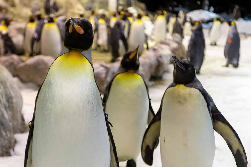 붐비는 실내 환경에 서 있는 여러 마리의 킹펭귄.