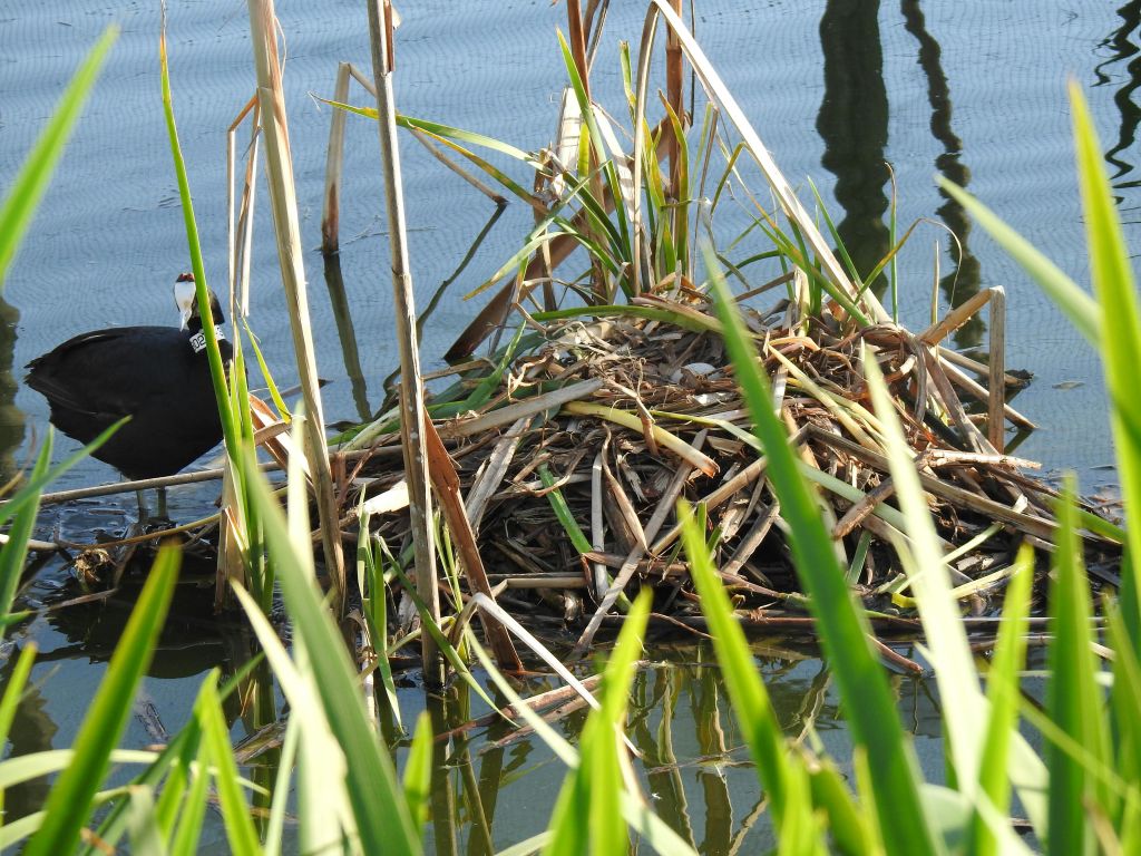 높은 녹색과 갈색 갈대로 둘러싸인 물에 있는 나뭇가지와 갈대로 만든 둥지 옆의 수생 새.