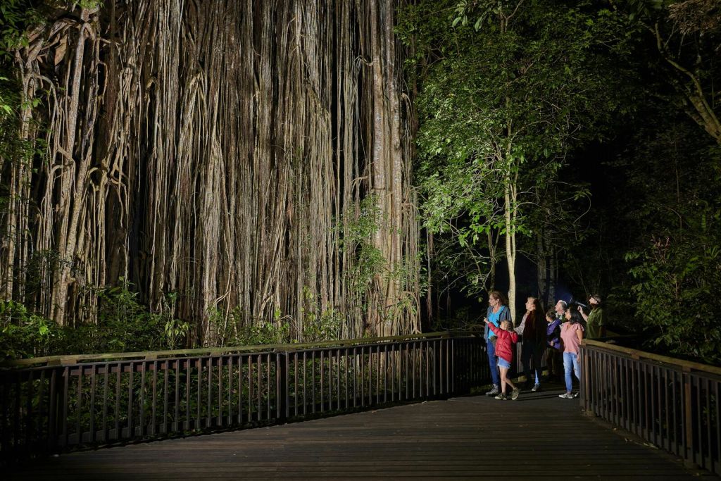밤에 숲 속 나무 산책로에서 뿌리가 길고 푸른 단풍이 우거진 거대한 나무를 관찰하는 사람들.