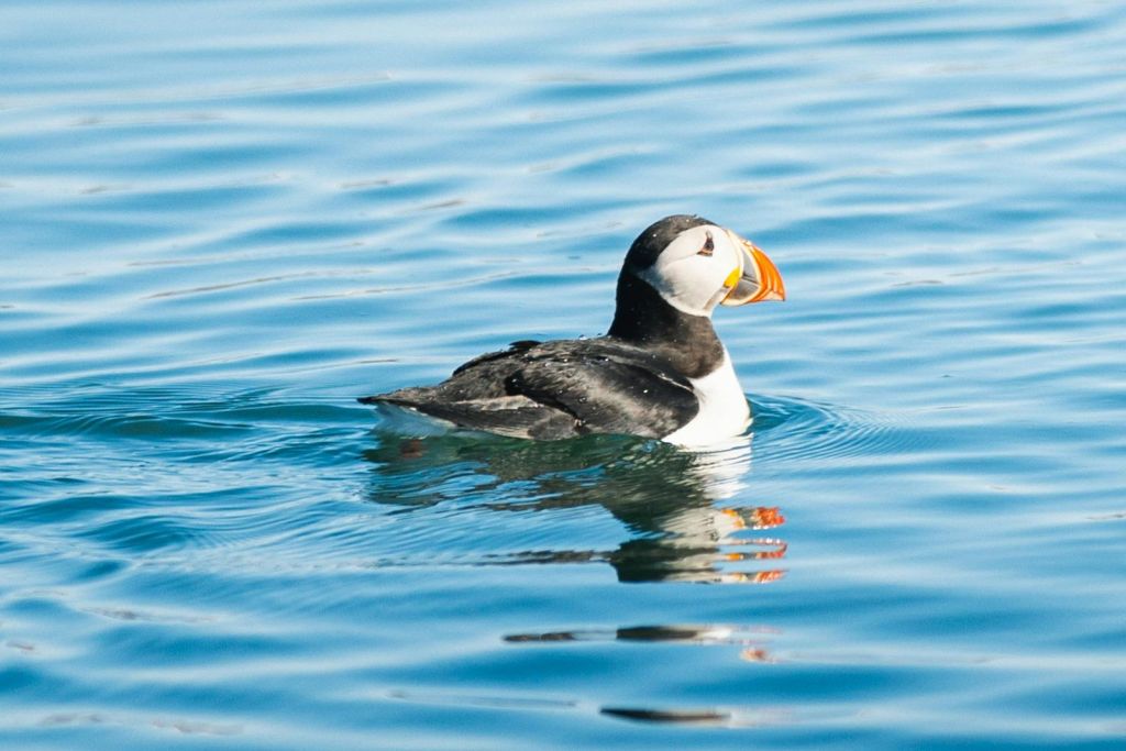 아이슬란드 북부 후사비크의 평평한 바다에서 즐기는 푸핀