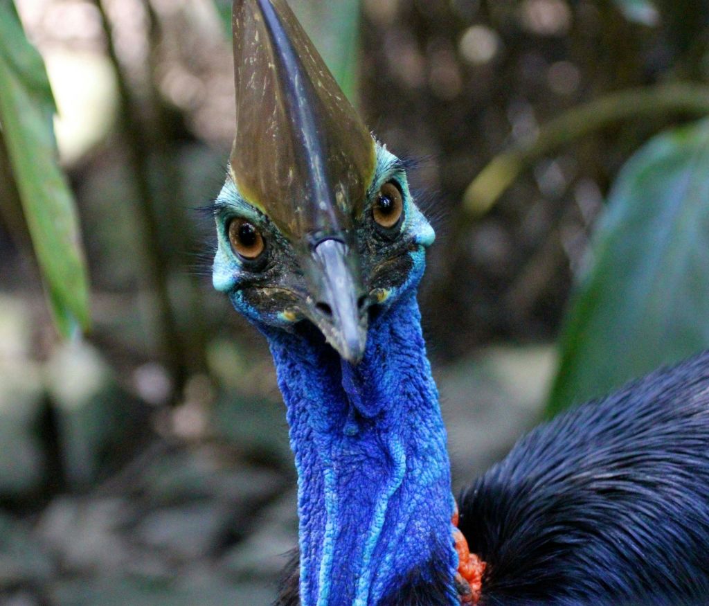 밝은 파란색 목, 날카로운 갈색 카스크, 커다란 눈동자가 흐릿한 자연 배경을 배경으로 한 종달새의 클로즈업.