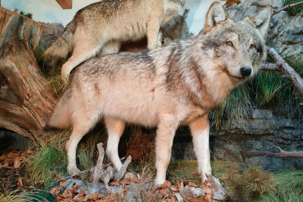 방 "늑대의 귀환"