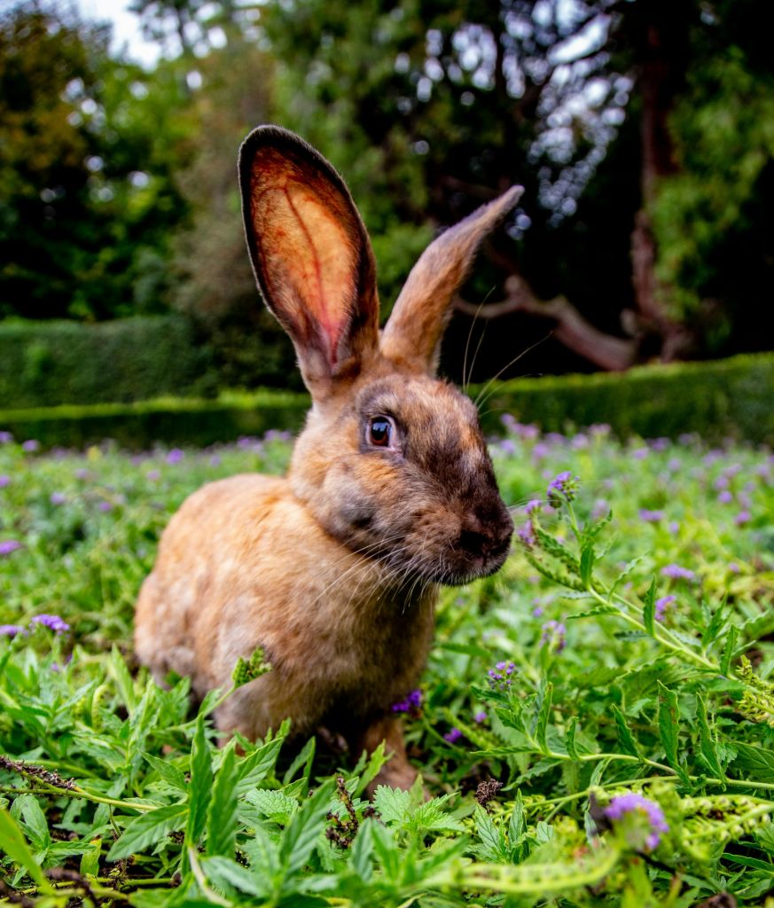 푸른 잔디와 보라색 꽃밭에는 커다란 귀를 가진 갈색 토끼가 앉아 있으며, 나무와 울타리를 배경으로 하고 있습니다.