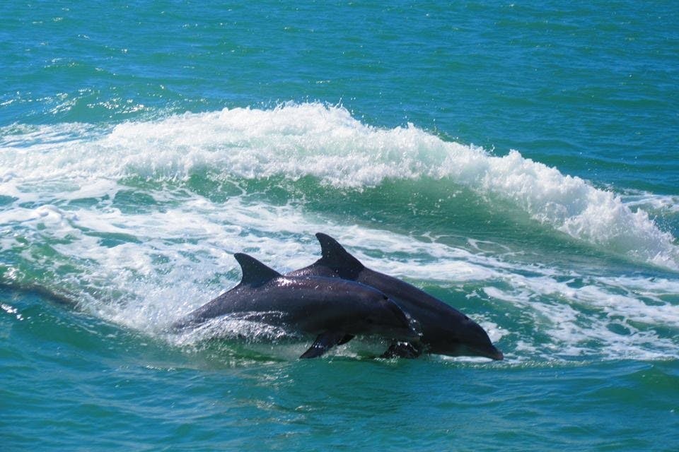 돌고래를 만나는 보트 투어