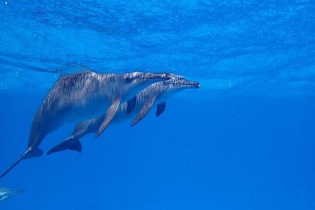 돌고래 두 마리