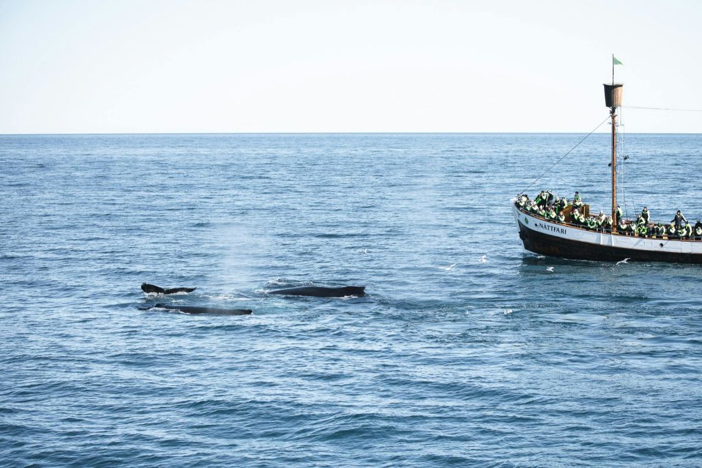 혹등고래와 나트파리 만나기