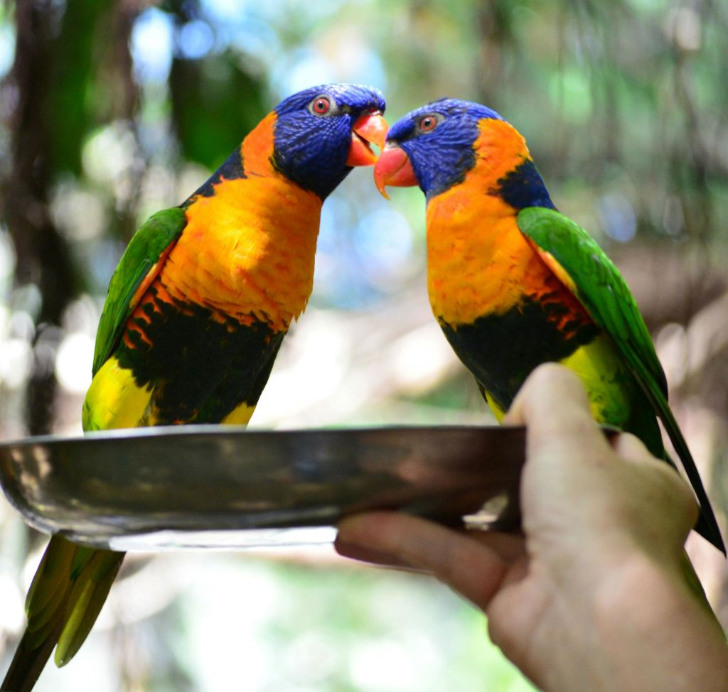 다채로운 앵무새 두 마리가 야외 환경에서 사람의 손을 잡은 금속 접시에 자리잡고 있습니다.