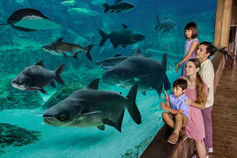 4명의 가족이 수족관에서 큰 물고기가 헤엄치는 모습을 지켜보고 있으며, 부모는 어린 딸과 아들에게 더 가까이 웅크리고 있습니다.