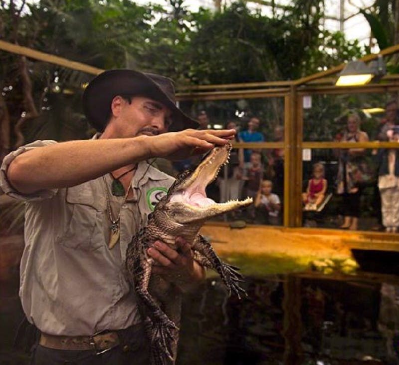 모자를 쓴 한 남자가 입을 벌린 채 작은 악어를 들고 있으며, 사람들은 정글 같은 분위기에서 유리 인클로저 뒤에서 지켜보고 있습니다.