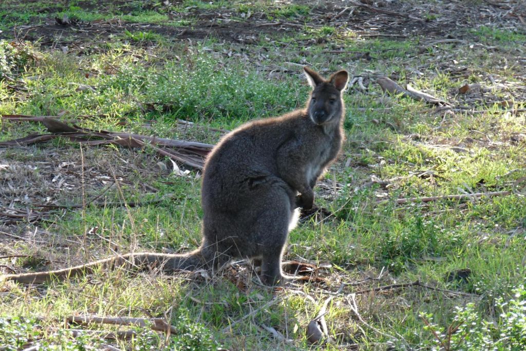 Opportunity to meet wallabies/kangaroos