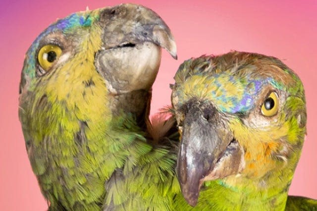 리플리의 믿거나 말거나! 5 어트랙션 패스 - 그랜드 프레리