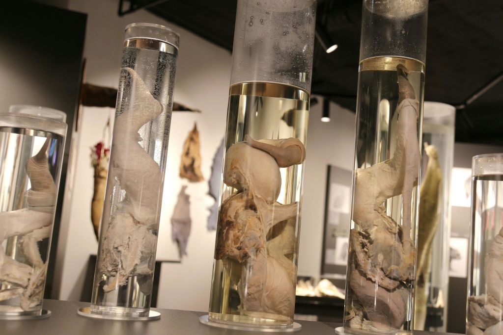 아이슬란드 문명학 박물관