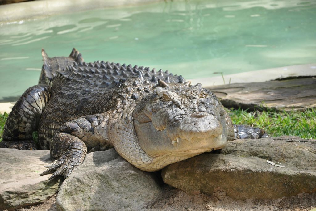 동물원의 악어