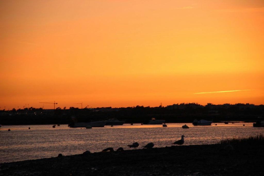 해안가의 오렌지빛 석양을 배경으로 물가에는 보트, 해안에는 갈매기가 고요한 풍경을 연출합니다.