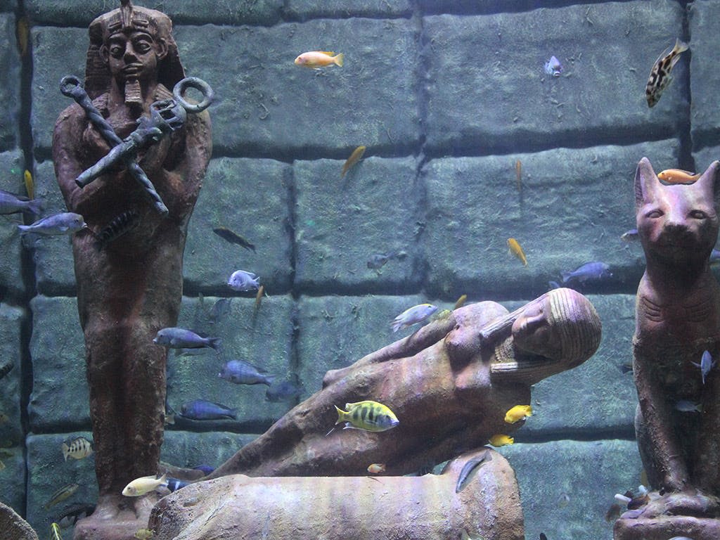 돌담을 배경으로 고대 이집트 동상 주위를 헤엄치는 다채로운 물고기가 있는 수중 장면.