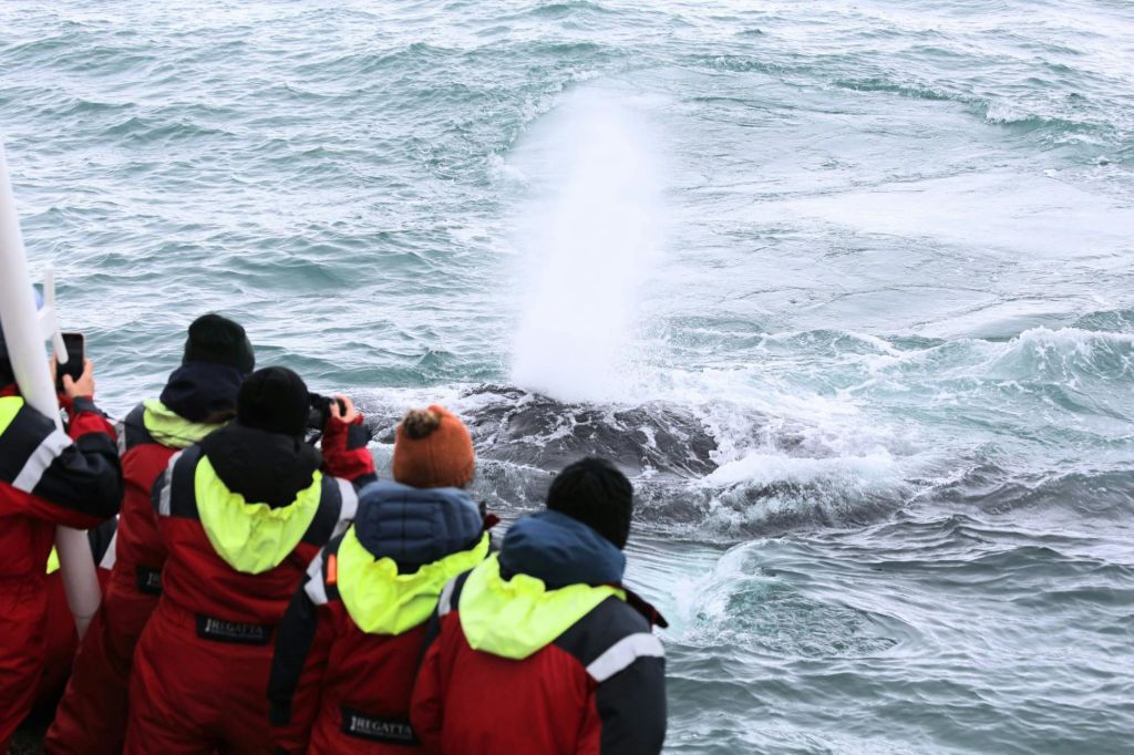 겨울옷을 입은 한 무리의 사람들이 바다에서 안개의 분출을 내뿜는 고래를 관찰하고 있습니다.