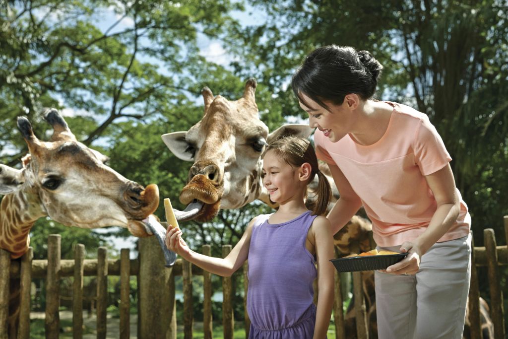어린이와 성인이 동물원에서 기린을 먹입니다. 아이는 기린에게 음식을 내밀고 어른은 웃습니다. 나무를 배경으로.