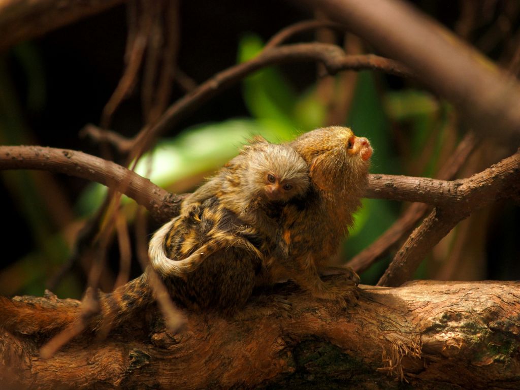 작고 털이 많은 영장류 두 마리가 단풍으로 둘러싸인 나뭇가지에 바짝 붙어 있습니다.