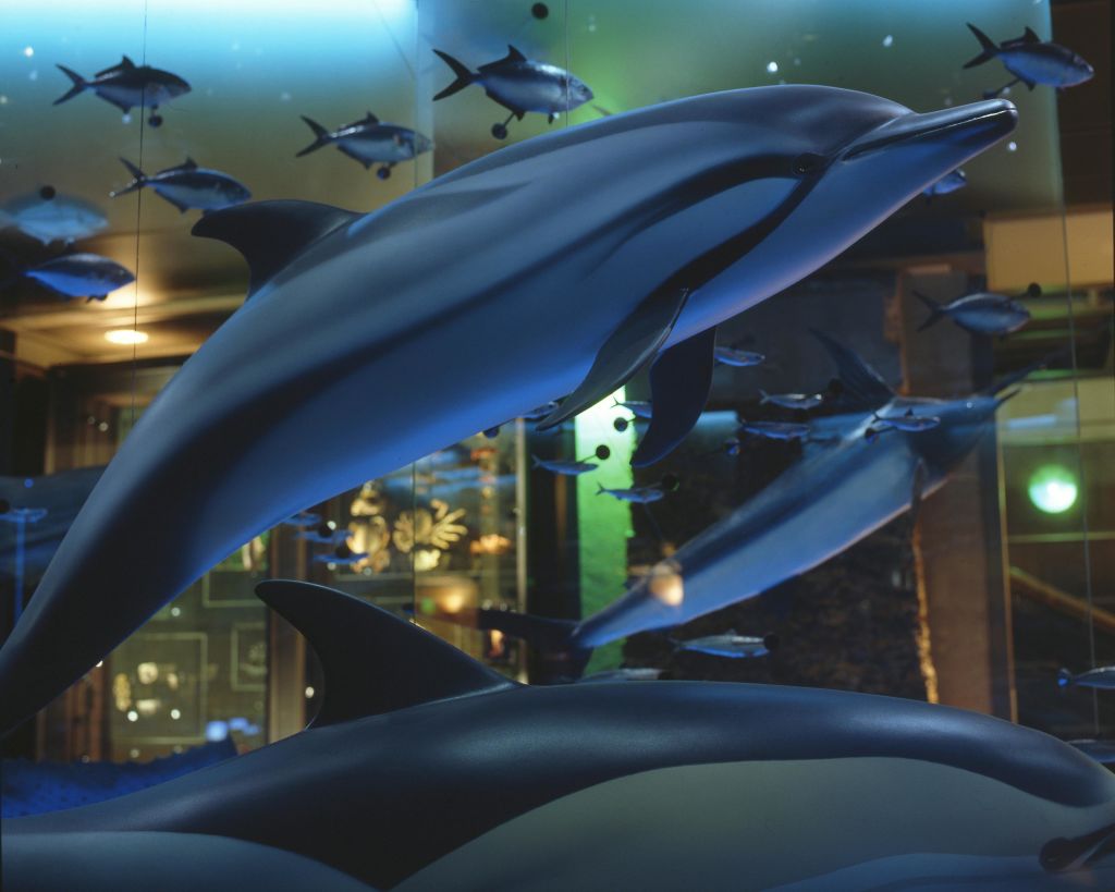 몇몇 돌고래 모델과 물고기는 주변 조명이 있는 실내 수중 테마 전시회의 일부로 일시 중단됩니다.