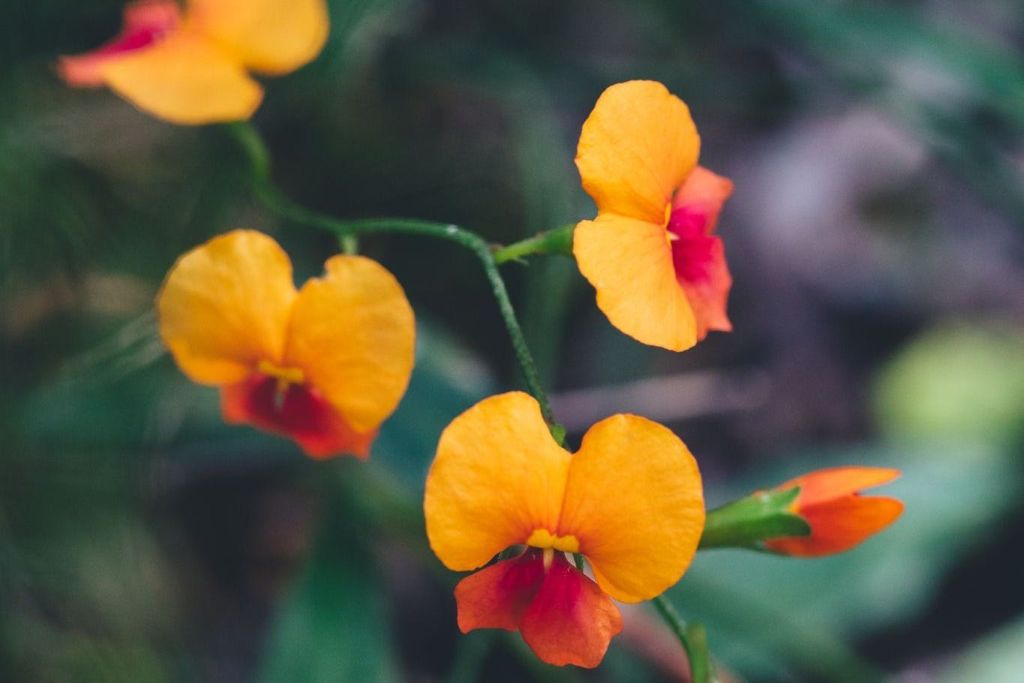 Ngilgi의 야생화 시즌.