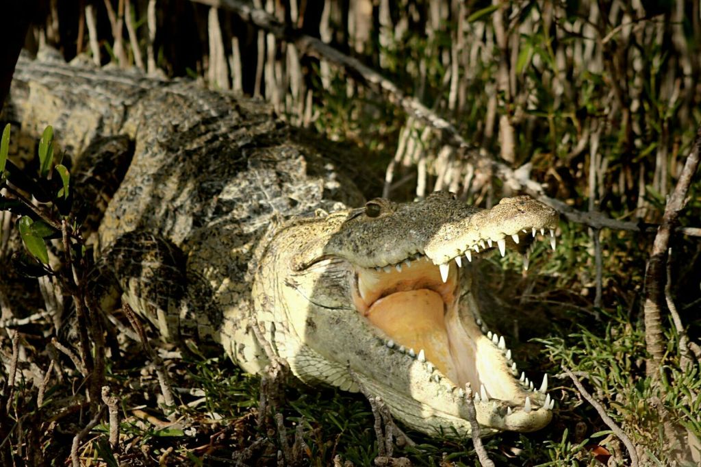 Crocodylus moreletii