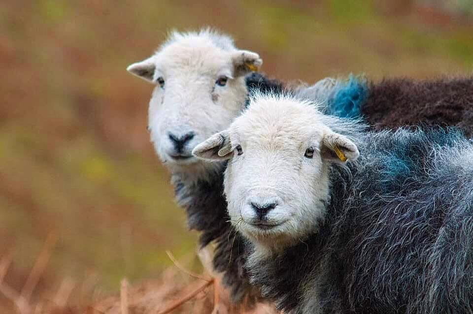 허드윅 (Herdwick)