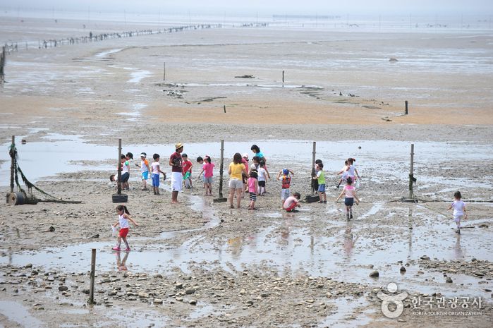 마시안 갯벌 체험장