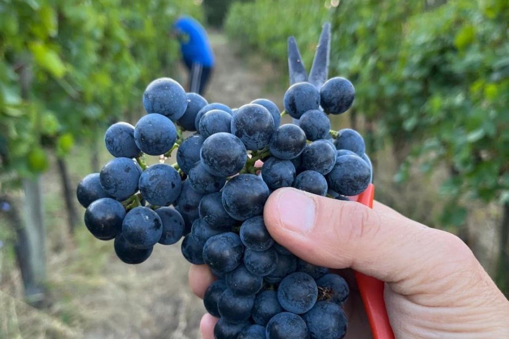 짙은 포도를 손에 들고 가지치기 가위를 들고, 포도나무 사이를 배경으로 흐릿한 푸른색을 띠는 사람.