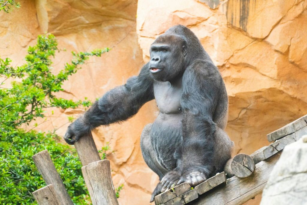 암네빌 동물원의 고릴라