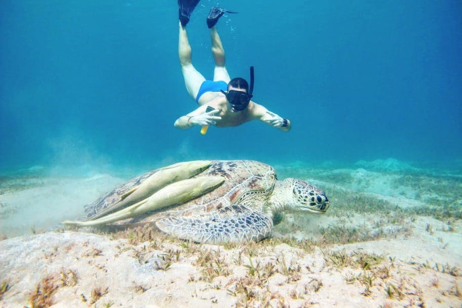 거북이와 함께하는 사진 촬영