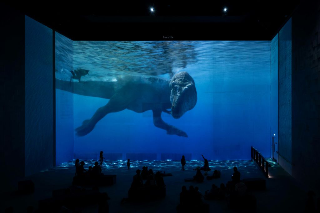 바닥에 앉은 실루엣의 사람들이 바라보는 수족관과 같은 환경에서 수영하는 공룡의 투영된 이미지.