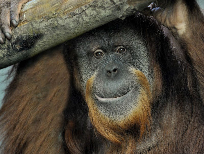 나무 통나무로 부분적으로 덮인 붉은 갈색 털과 사려 깊은 표정의 오랑우탄.