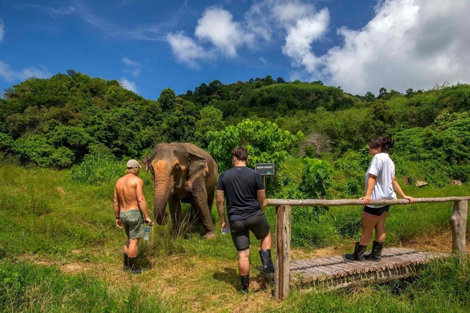 Natural green space and elephants