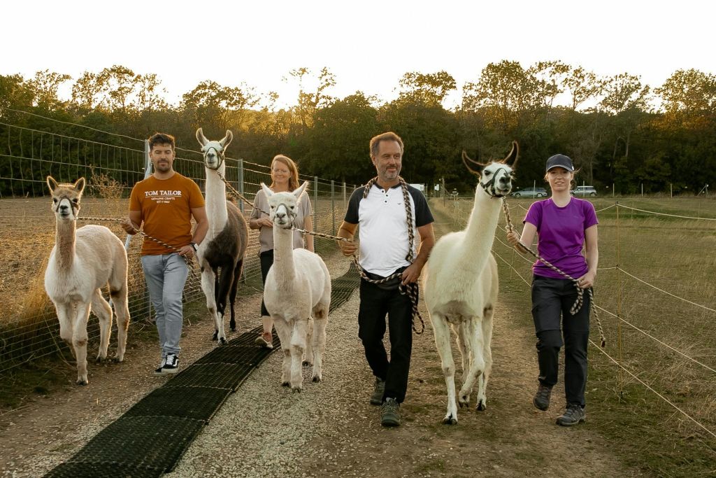 간달프와 글로르핀델 알파카, 샘과 톨킨 라마